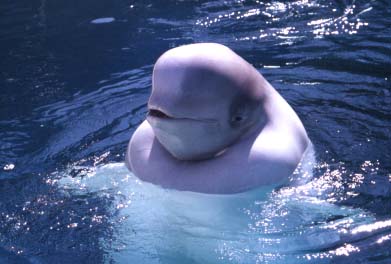 beluga.jpg