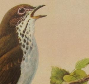 burd.JPG