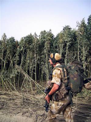 weed_afghanistan.jpg