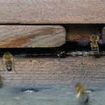 bees